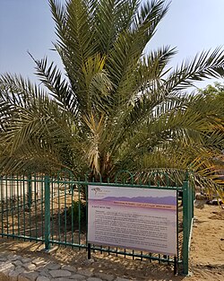 مبادرات بيئية في كيتورا