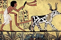 تعريف الزراعة المستدامة