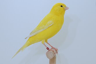 طائر الكناري المستأنس