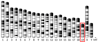 موقع جين PRDX3 على الكروموسوم 19 في الفئران