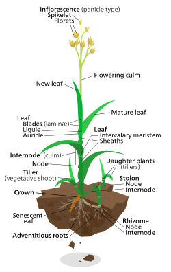 مخطط لنبات عشب lawn grass