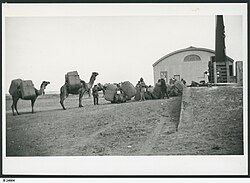 قافلة جمال عام 1928