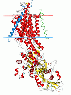 بنية ATP synthase